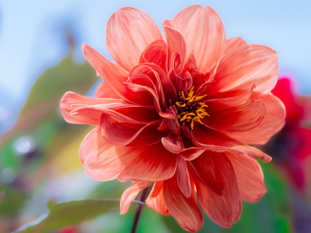 Dahlia
