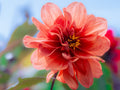 Dahlia